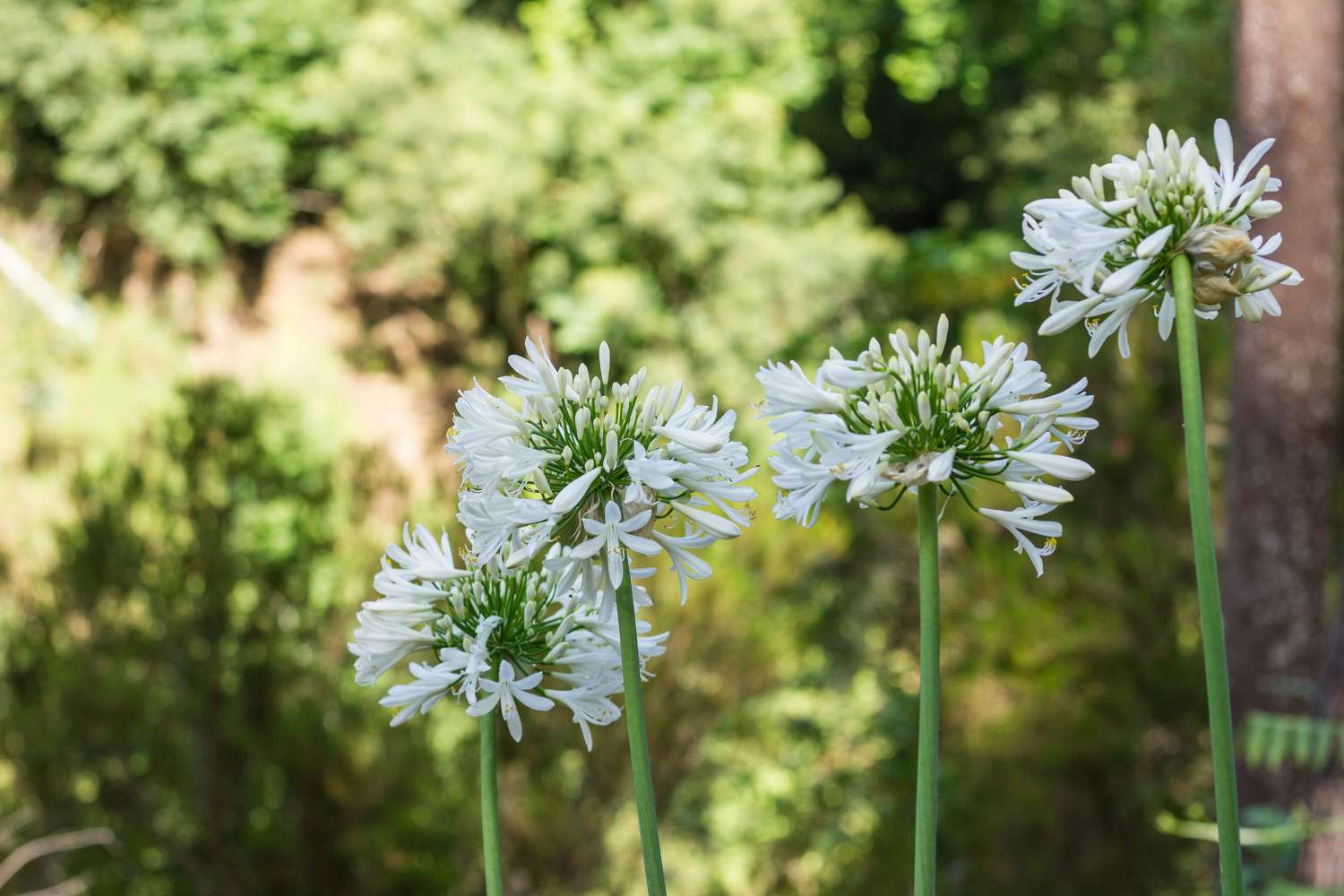 Sinisarja 'Africanus Albus'
